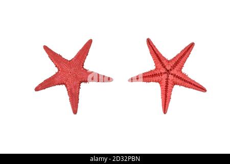 Set of two red starfishes isolated on white background. Macro photo of red starfish (sea star) Stock Photo