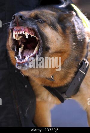A police dog barking during a demonstration on Whitehall in London. Stock Photo