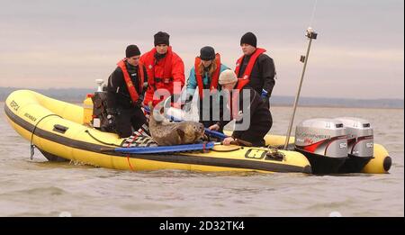 A team of RSPCA vets on board a rigidhull inflatible boat, watch as a young Seal pup is put back into its natural environment off the North Norfolk coast, after a few short spell at the RSPCA animal hospital at West Winch in Norfolk. *  The pup was one of three who had caught a virus, and needed time at the vets help to get their health back, before returning to the Seal colony at Blakeney Point, Norfolk.   Stock Photo