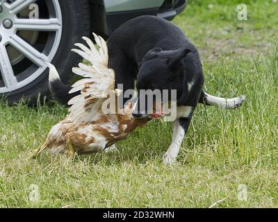 Dot the border collie attempts to round up a chicken as The Prince of Wales and The Duchess of Cornwall visit the Rhug Estate farm shop that first opened its doors in 2002 selling its own award-winning organic meat from a roadside takeaway and butchery. Stock Photo