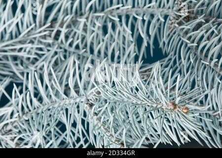 white fir branch on the blue background, Christmas fir. Stock Photo