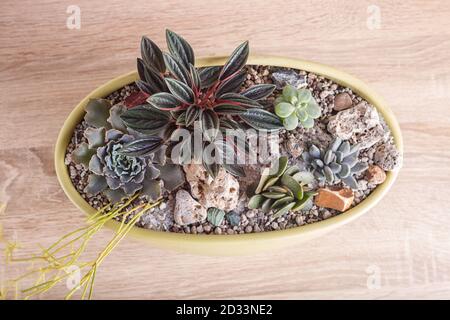 small succulents in a ceramic pot on a wooden background Stock Photo