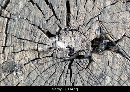 cracked slice of old stump for backdrop texture background Stock Photo