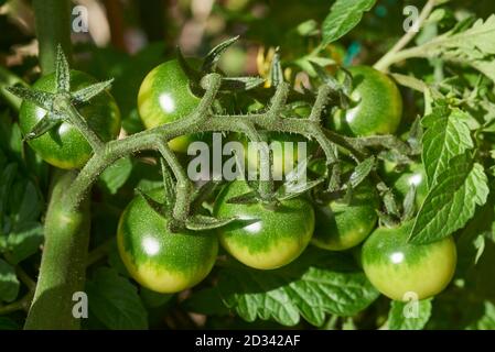 Unripe tomatoes growing on a tomato plant outdoors in the sunshine Stock Photo