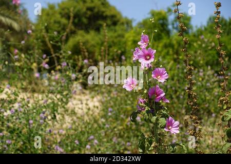 Bristly Hollyhock (Alcea setosa) Photographed in Israel in winter Stock Photo