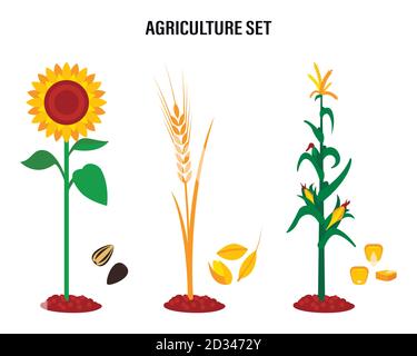 Set of crops, sunflower, wheat, corn. Concept for organic products labels, harvest and agriculture healthy food Stock Vector