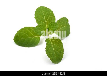 Fresh raw mint leaves isolated on white background Stock Photo