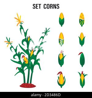 Qualitative original trendy vector set with sweet golden corn. A bunch of corn. Design elements of a summer farm Stock Vector