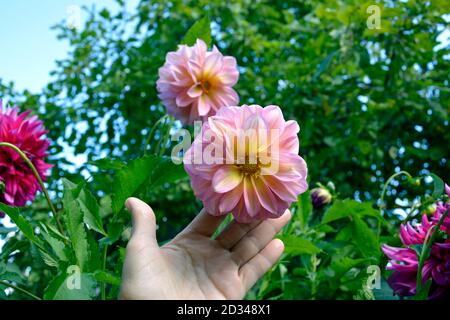 The Dahlia flower is in the palm of your hand. Rosebud Dahlia close-up Stock Photo