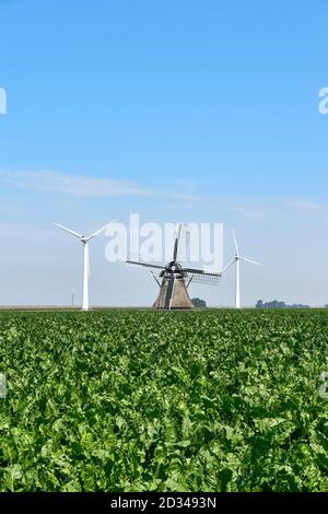 Two modern white windturbines behind an old traditional dutch windmill in an agricultural field under a blue sky in summer. Old and new concept. Stock Photo