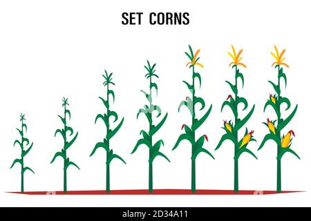Corn stalk. Isolated corn on white background Stock Vector