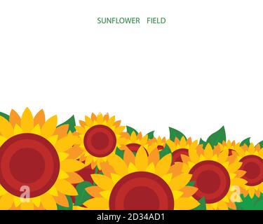 Illustration of a sunflower field on a white background. Set, suitable for cover design Stock Vector