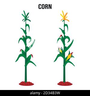 Corn stalk. Isolated corn on white background Stock Vector