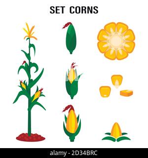 Qualitative original trendy vector set with sweet golden corn. A bunch of corn. Design elements of a summer farm Stock Vector