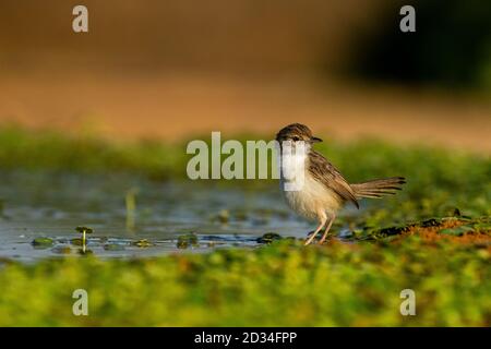 Graceful Prinia (Prinia gracilis) on a branch, Photographed in the Hefer Valley, israel Stock Photo