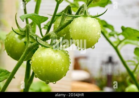 Hanging green unripe tomatoes on a tomato plant with raindrops in summer. Stock Photo