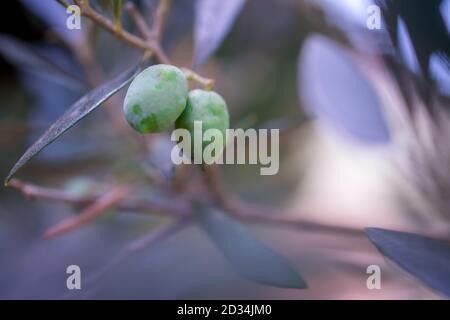 olives growing in garden Stock Photo