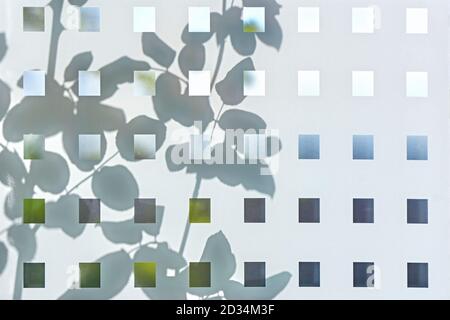Transparent window foil with raster and shadow of vegetation. Contrast concept. Stock Photo