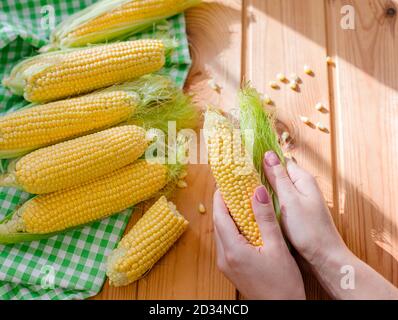 Female hand holding fresh corn. Group sweet corn on the table. Fresh corn on cobs on rustic wooden table, closeup Stock Photo