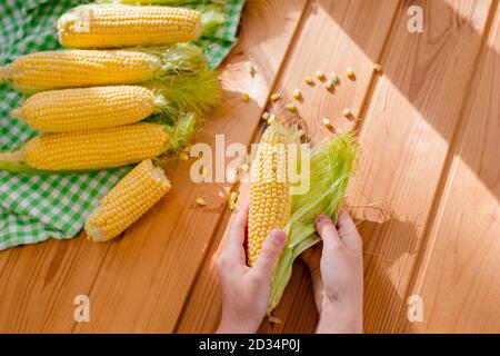 Female hand holding fresh corn. Group sweet corn on the table. Fresh corn on cobs on rustic wooden table, closeup Stock Photo