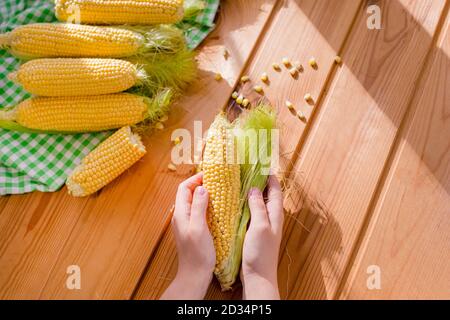 Female hand holding fresh corn. Group sweet corn on the table. Fresh corn on cobs on rustic wooden table, closeup Stock Photo