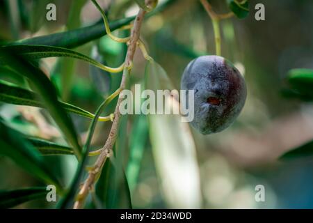 olives growing in garden Stock Photo