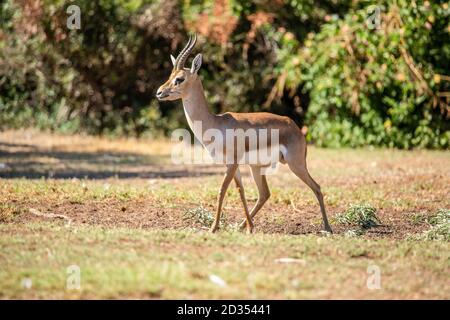 The mountain gazelle or the Palestine mountain gazelle (Gazella gazella) is a species of gazelle widely but unevenly distributed. Mountain gazelles ar Stock Photo