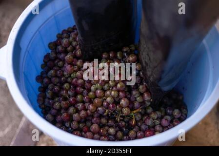 close-up to crush grapes with feet in a bucket. Winemaking, handicraft and grape pressing. Stock Photo