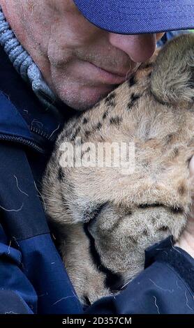 Cheetah Saba with Damian Aspinall, one of two cheetahs, Saba and Nairo at Howletts Wild animal Park, near Canterbury, where they were born and who are to travel in Spring this year to be 'rewilded' in a new life in South Africa. Saba was hand-reared by Aspinall Foundation Chairman Damian Aspinall and his wife, Victoria, in their home and this groundbreaking project is the first time a captive-born, hand-raised cheetah has left the UK for rewilding in Africa. Stock Photo