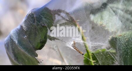 One of hundreds of ermine moth caterpillars on a on shrub in Ashford, Kent, they have created a mass of silken webbing to protect themselves while they feed and pupate. Stock Photo