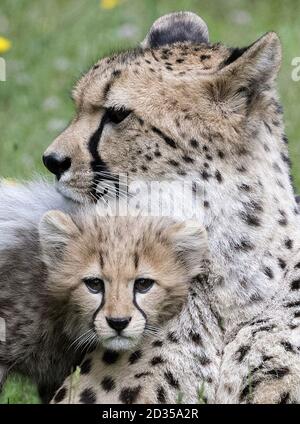 One of four 11-week old cheetah cubs which were born at Colchester Zoo in Essex, during lockdown, next to its mother Sia, as it explores the outdoor enclosure for the first time. The three females have been named Nova, Hope and Star (NHS), to honour the work of the NHS during the pandemic, with the male cub being named Colonel Tom, after the war veteran who raised more than GBP 32million for the NHS. Stock Photo