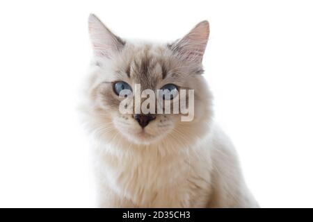 Purebred Siberian, Neva Masquerade cat. Kitten 6 months old, with saturated blue eyes. Color-point: seal-tabby. Stock Photo