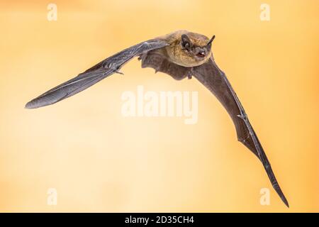 Flying Pipistrelle bat (Pipistrellus pipistrellus) action shot of hunting animal on brown background. This species is know for roosting and living in Stock Photo