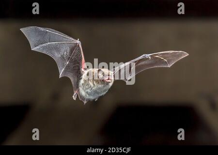 Daubentons bat (Myotis daubentonii) flying on attic of house Stock Photo