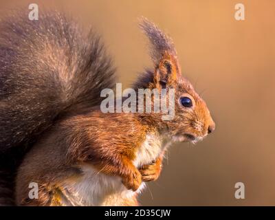 Red squirrel (Sciurus vulgaris) head sideview close up portrait with blurred background Stock Photo