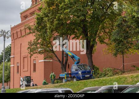 Moscow, Russia - August 24, 2020: Trimming trees on Red Square. The workers are engaged in landscaping and planting of greenery of the main attraction Stock Photo