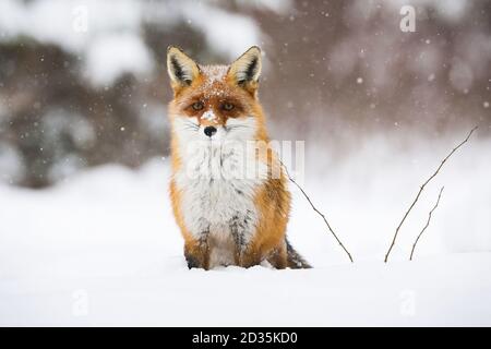 Calm red fox sitting on snow in wintertime nature. Stock Photo