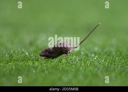 A mouse on the pitch at Old Trafford Stock Photo