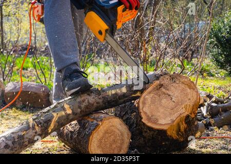 Men sawing apple tree with a chainsaw in his backyard. Worker pruning tree trunk in the garden Stock Photo