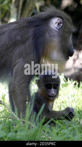 One of the four baby Mandarills born at Chester Zoo. Stock Photo