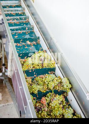 Modern winery machine with grapes. Process Of Crushing The Grapes In Winemaking. Grape processing. Stock Photo