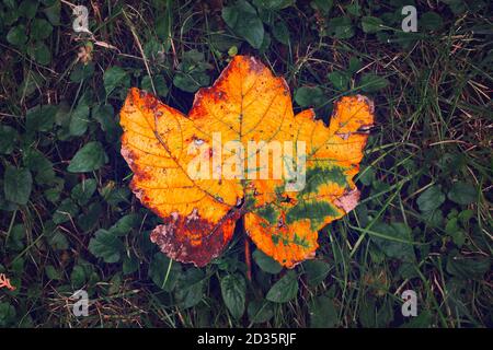 Rusty fallen maple leaf in grass concept at autumn Stock Photo