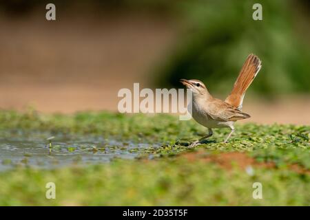 Rufous-tailed scrub robin (Cercotrichas galactotes) on the ground. Photographed in Israel Stock Photo