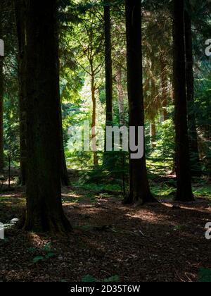 Sunlight shinning through a gap in large fir trees onto a smaller tree, Thetford Forest, Norfolk, UK Stock Photo