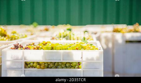 Starting Wine Making Process. Yellow grapes harvesting Fresh yellow grapes in boxes after the harvest. Stock Photo