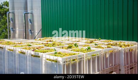 Starting Wine Making Process. Yellow grapes harvesting Fresh yellow grapes in boxes after the harvest. Stock Photo