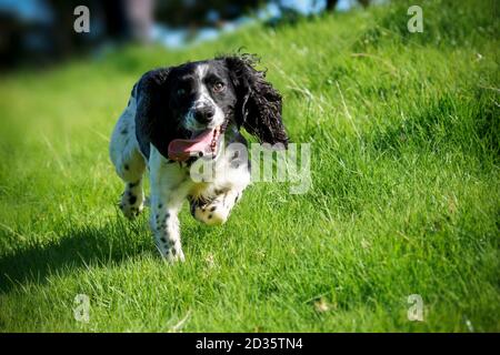 Working Cocker Spaniel running, UK Stock Photo