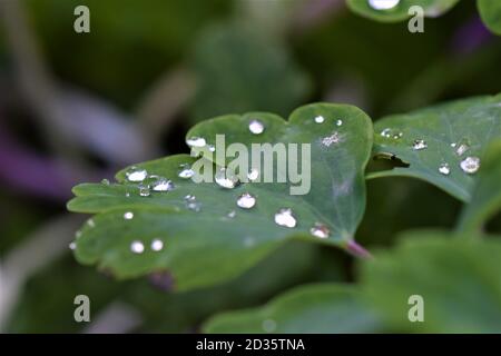 Dew drops on green leaf as close up Stock Photo