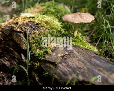 Toadstool growing on a fallen tree, Thetford Forest, Norfolk, UK Stock Photo