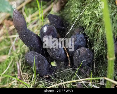 Xylaria polymorpha, dead man's fingers, Thetford Forest, Norfolk, UK Stock Photo